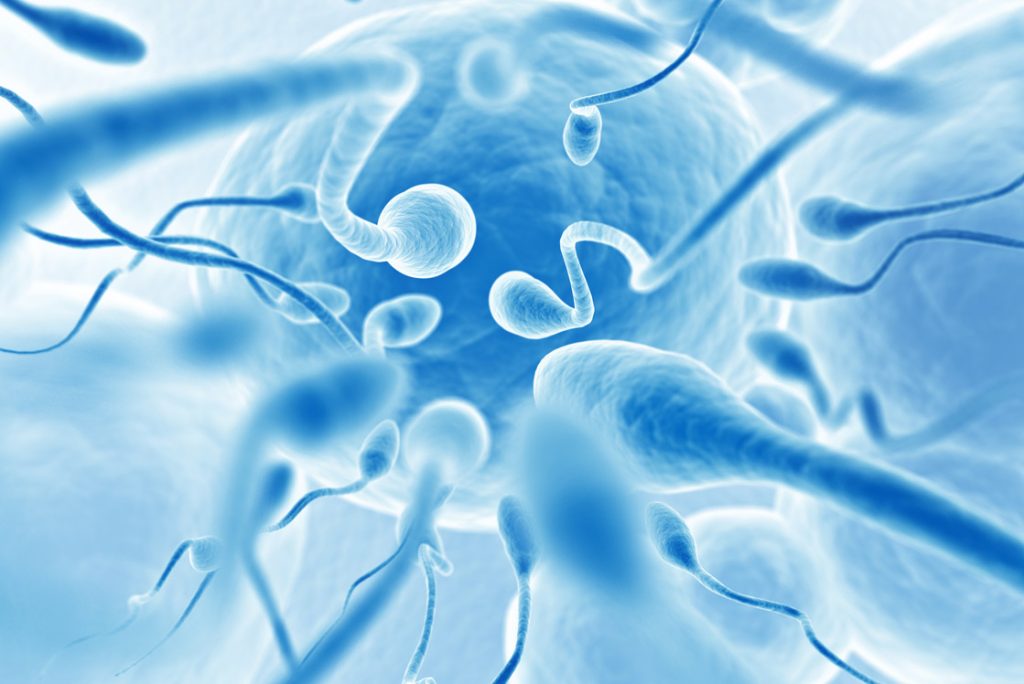 The Importance Of Male Fertility
