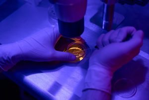 How To Increase Frozen Embryo Transfer Success